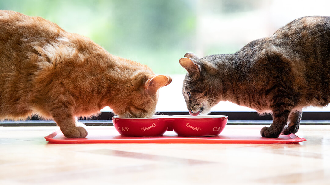 Dwa koty jedzą z czerwonej miski