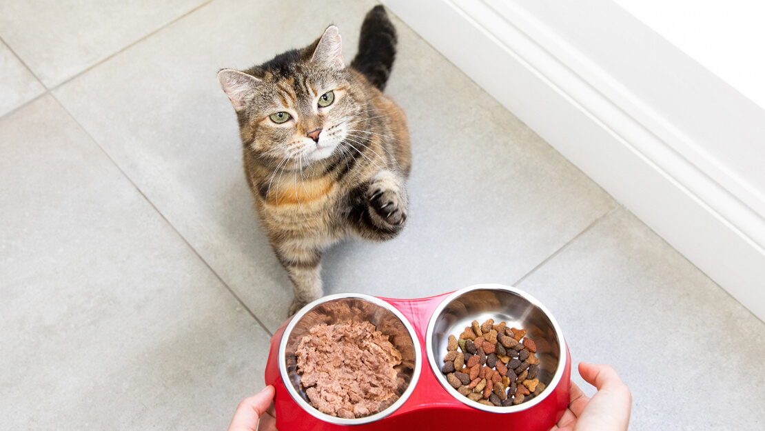 Strona z listą karm dla kotów