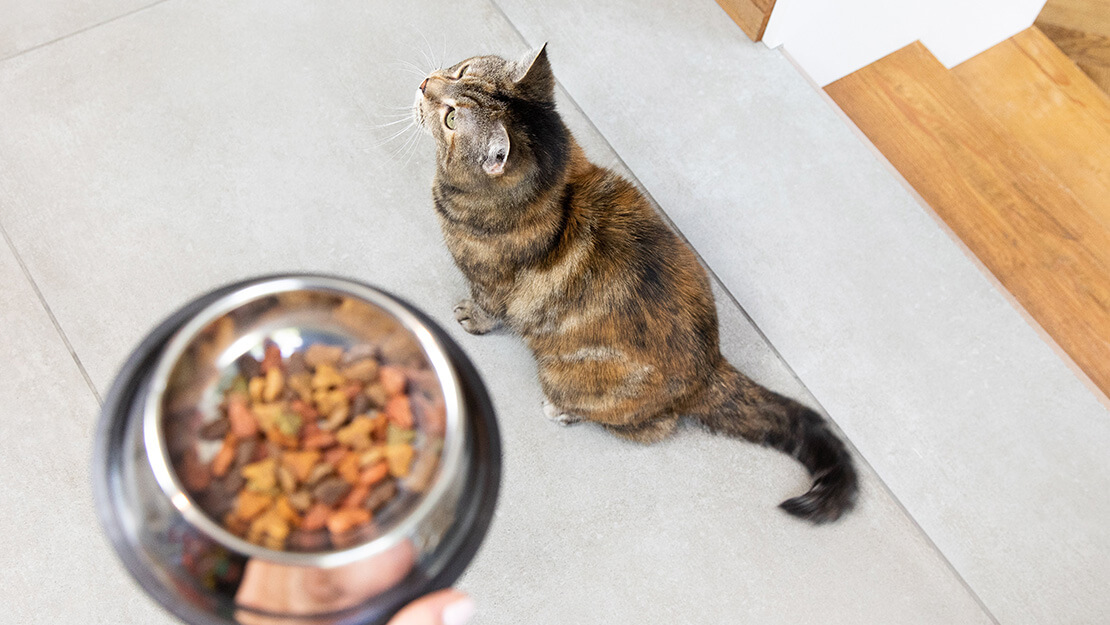 Strona z listą karm dla kotów wspomagających funkcjonowanie układu pokarmowego