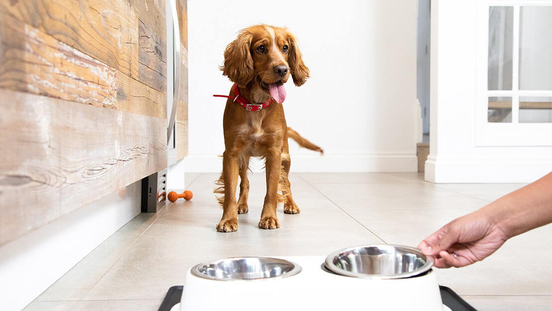 Strona z listą karm dla psów wspomagających funkcjonowanie układu pokarmowego