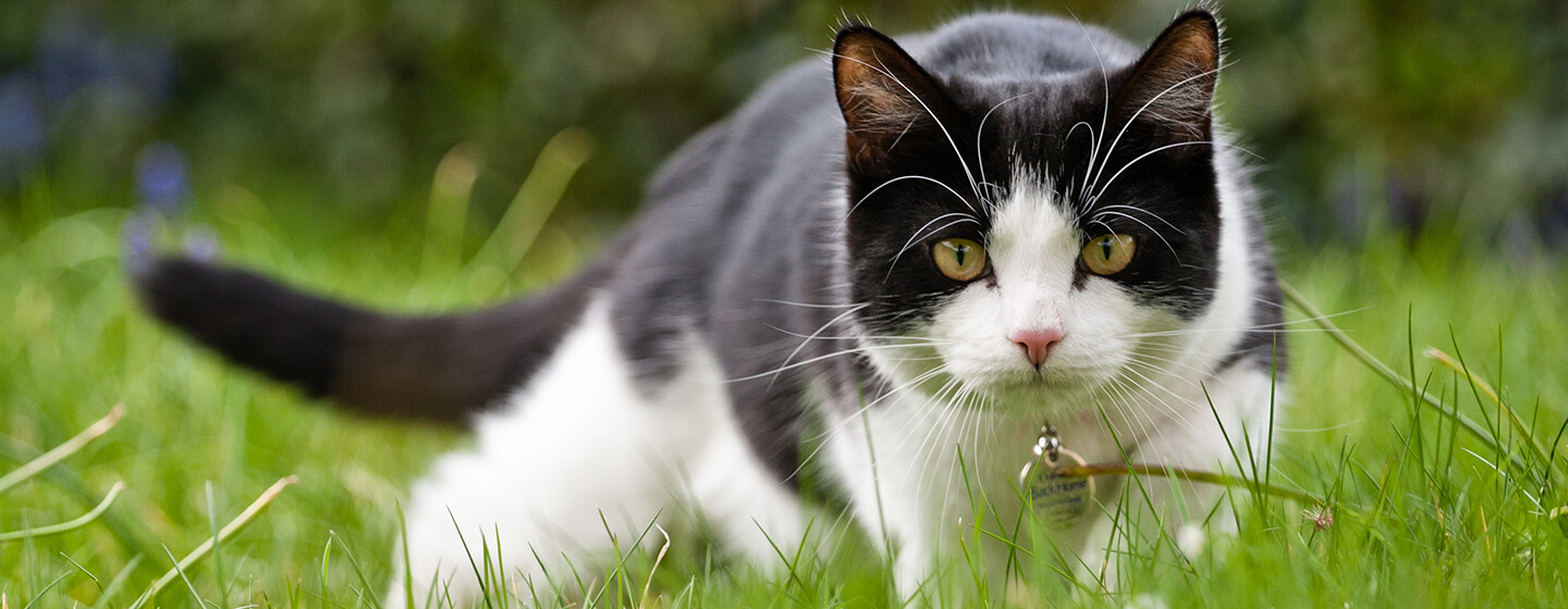 Polowanie na koty w trawie