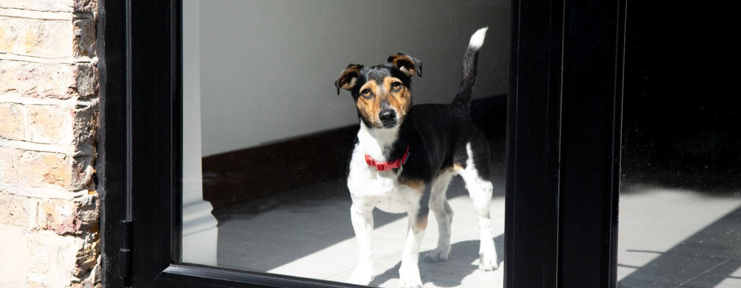 Jack Russell Terrier z czerwonym kołnierzem patrząc przez okno.