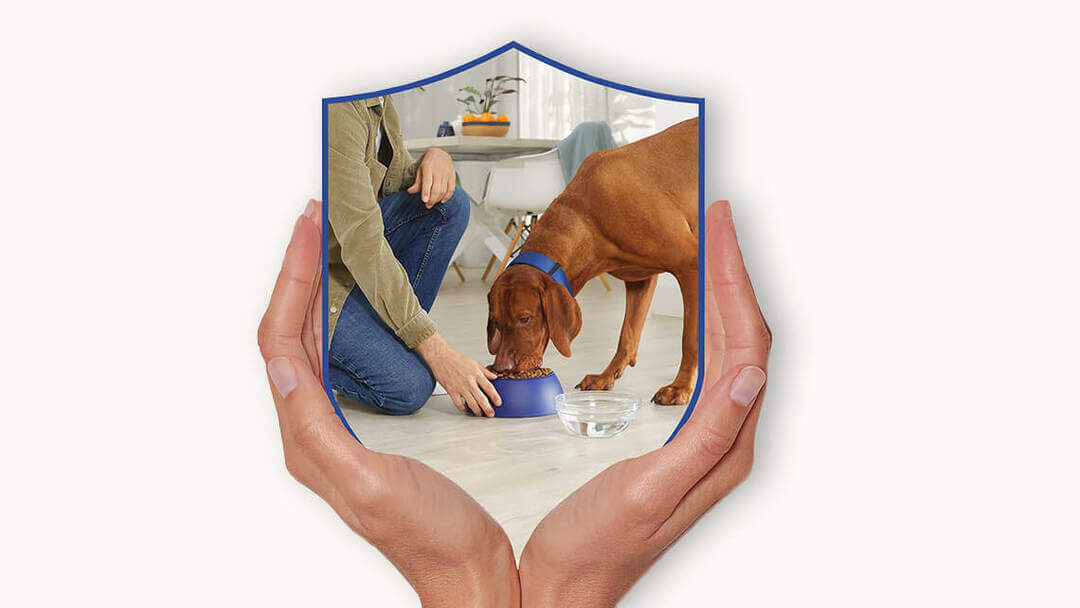 DogChow® karmy dla psów​
