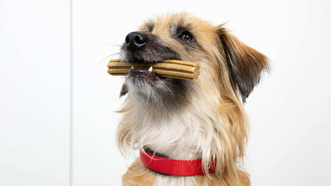 Strona z listą gryzaków dentystycznych dla psów
