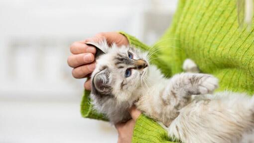 Lekko owłosiony kotek trzymany w ramionach właściciela