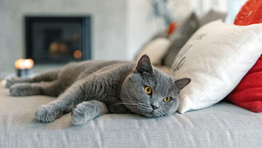 Kot brytyjski krótkowłosy drzemie na kanapie