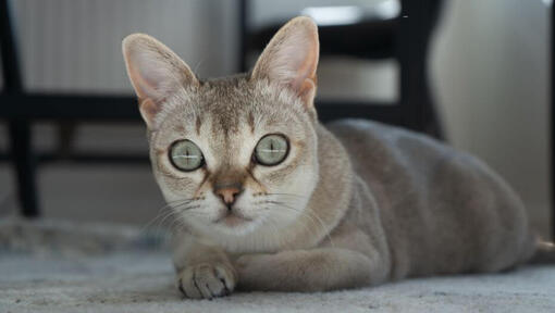 Kot Singapurski leży na dywanie