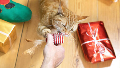 kot i prezenty świąteczne