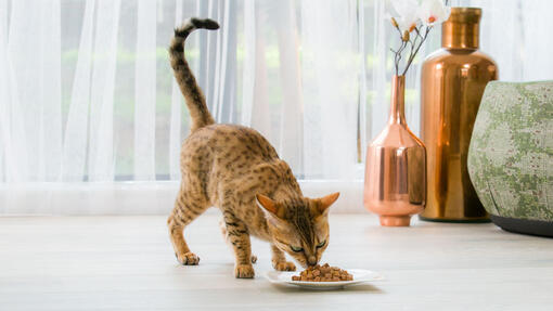 Co koty powinny jeść?
