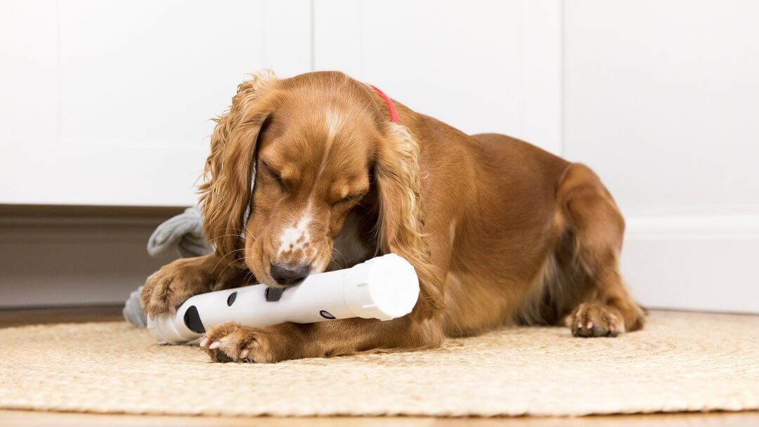 Brązowy spaniel bawi się zabawką w pozycji leżącej.