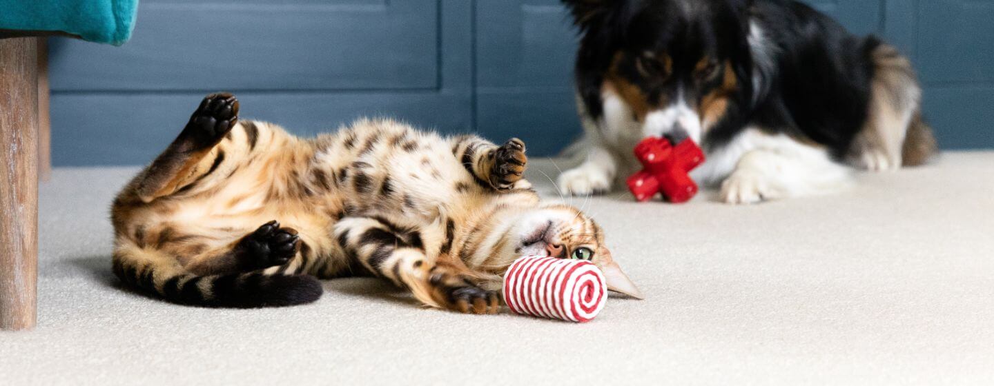 Kot i psy leżące na podłodze bawiące się zabawkami.