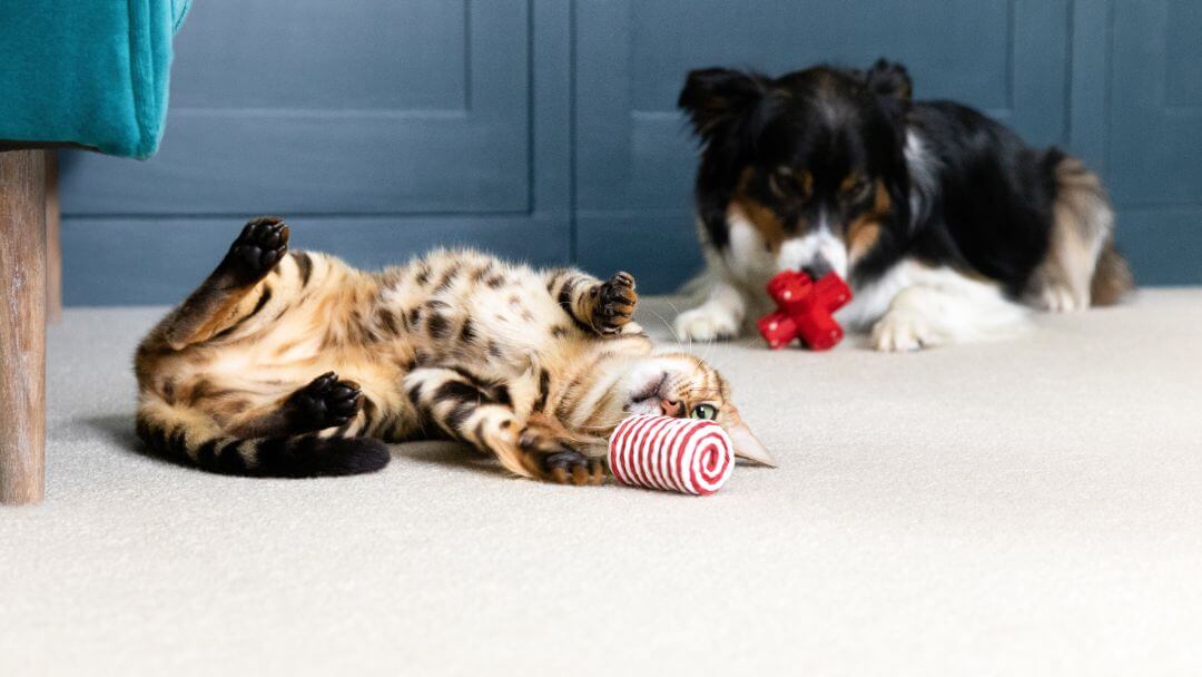 Kot i psy leżące na podłodze bawiące się zabawkami.