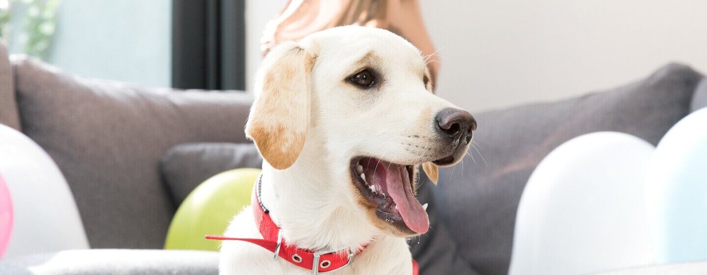 Golden labrador retriever z czerwonym kołnierzem i otwartymi ustami