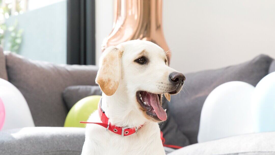 Golden labrador retriever z czerwonym kołnierzem i otwartymi ustami