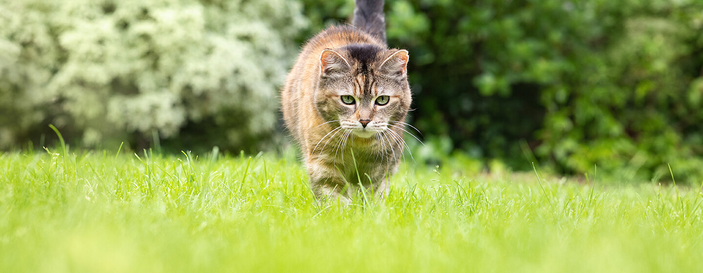 Kot idący przez trawę