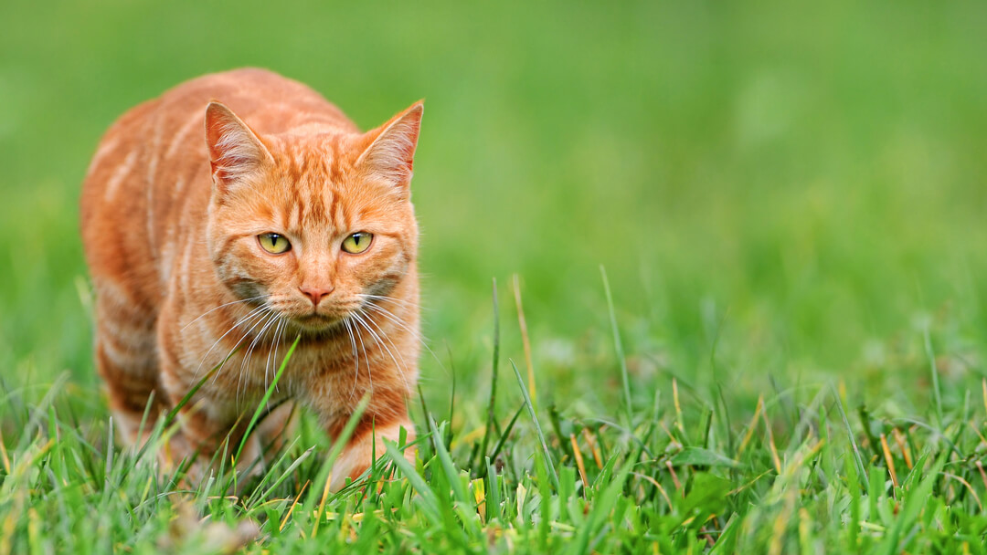 rudy kot na polowaniu w trawie