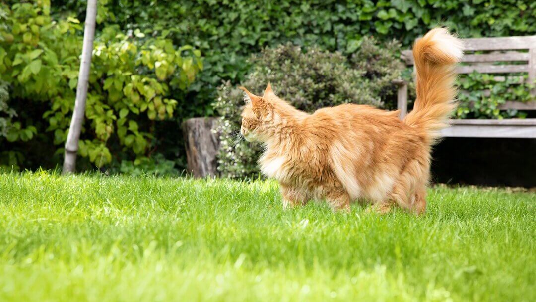 Puszysty kot pręgowany w ogrodzie.