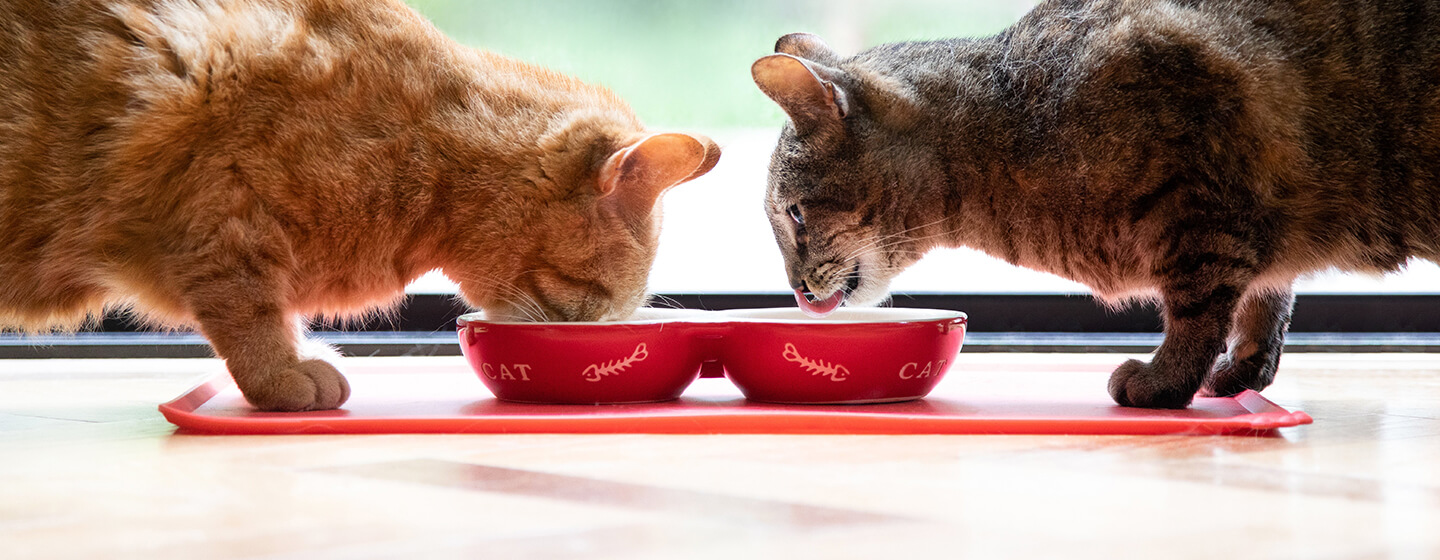 Dwa koty jedzą z czerwonej miski