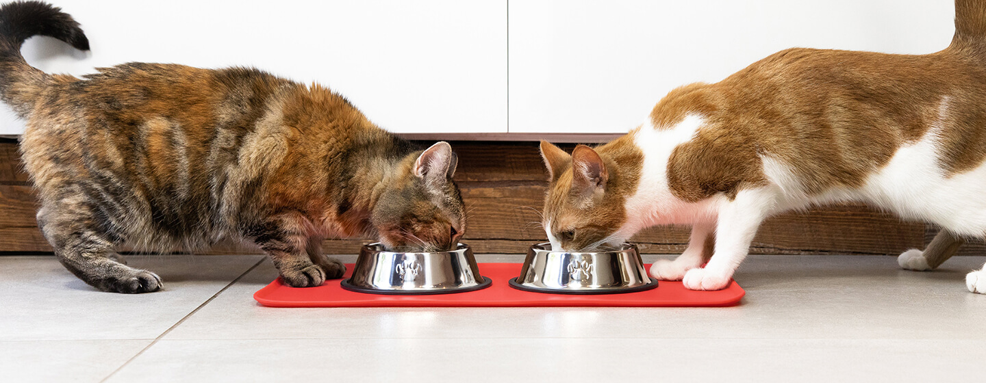 Dwa koty jedzące z miski