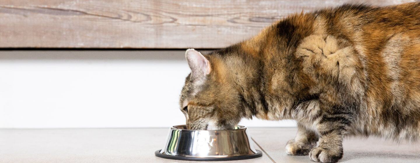 Ciemny kot niejednolity pijący wodę ze stalowej miski na podłodze.