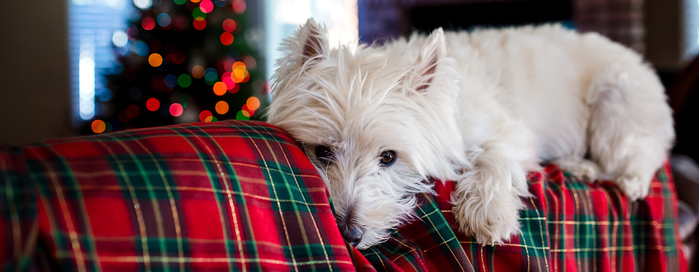 pies leżący na świątecznym kocu na tle choinki