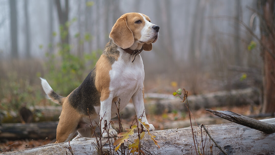 Pies stojący na kłodzie w lesie