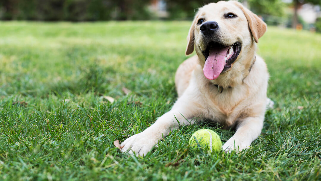 Szczęśliwy pies z piłką