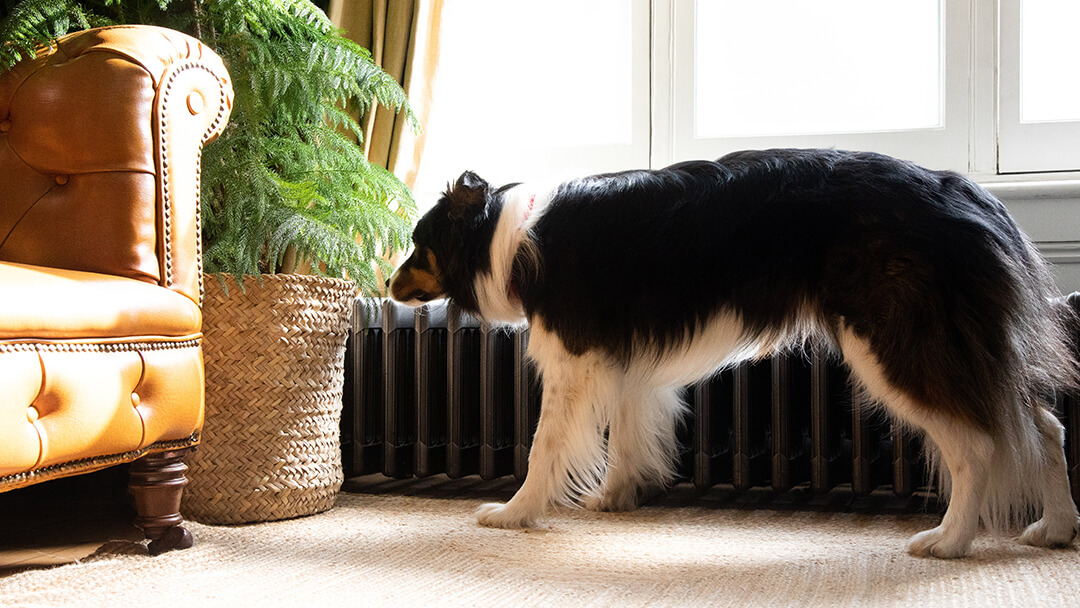 Pies wąchająca roślinę w salonie