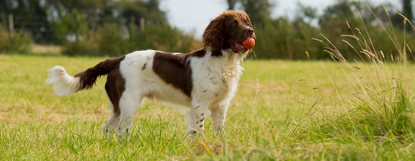 Pies stojący z zabawkową piłką w polu