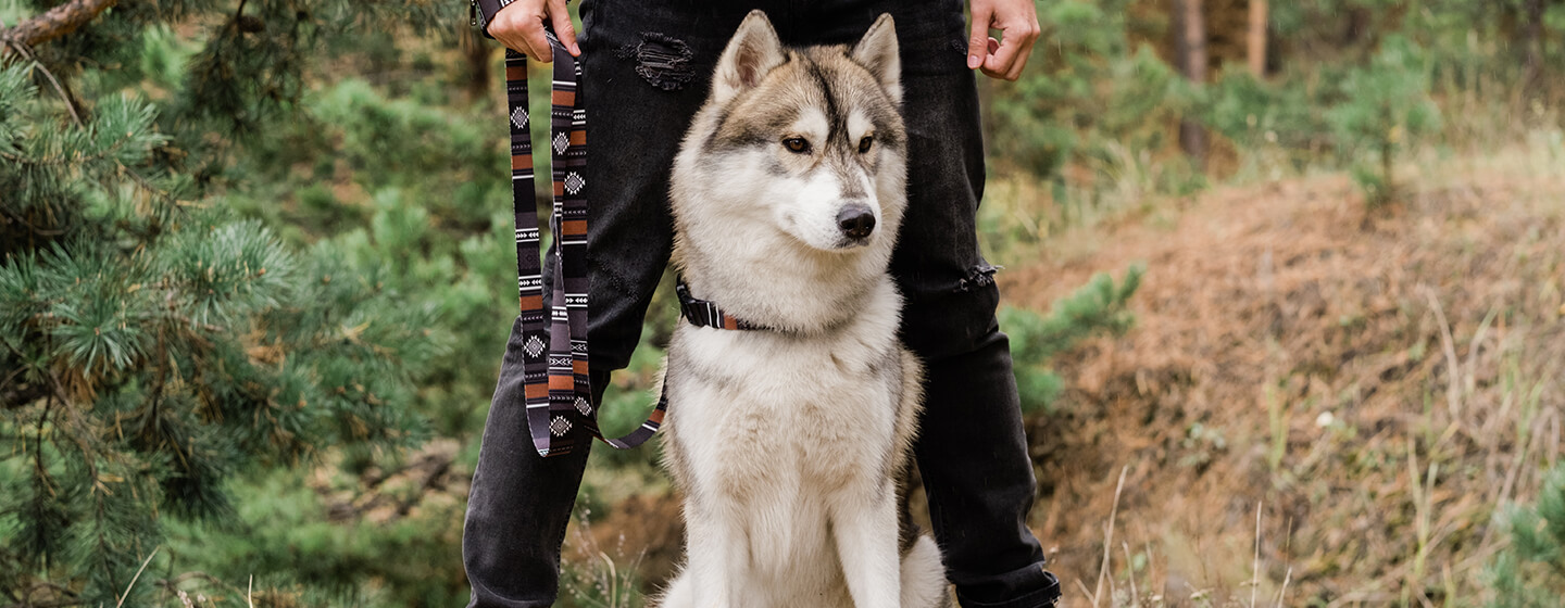 Pies stojący z właścicielem w lesie