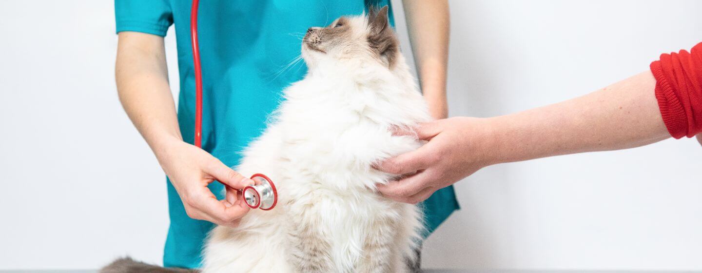 Puszysty kotek sprawdzany przez weterynarza.