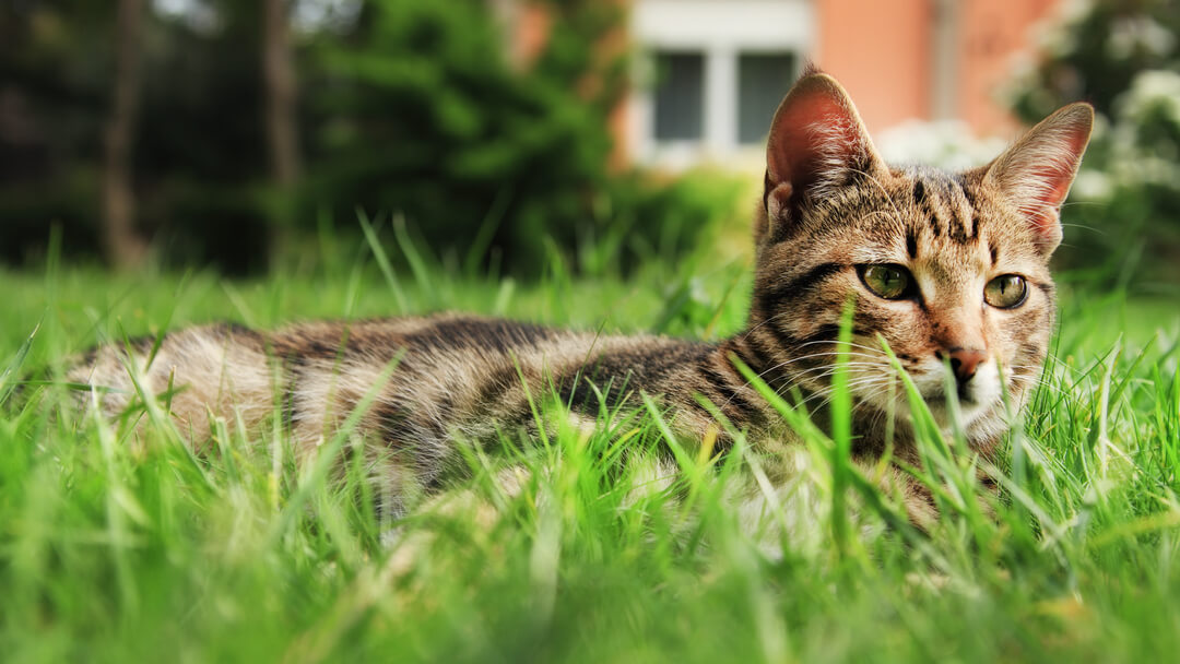 kot leżący na trawie