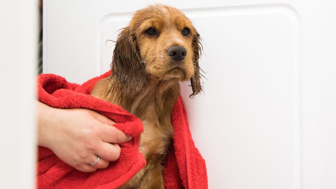 Mokry szczeniak jest suszony czerwonym ręcznikiem