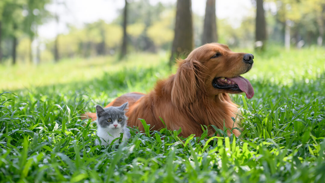 Mały kotek siedzi z psem w wysokiej trawie