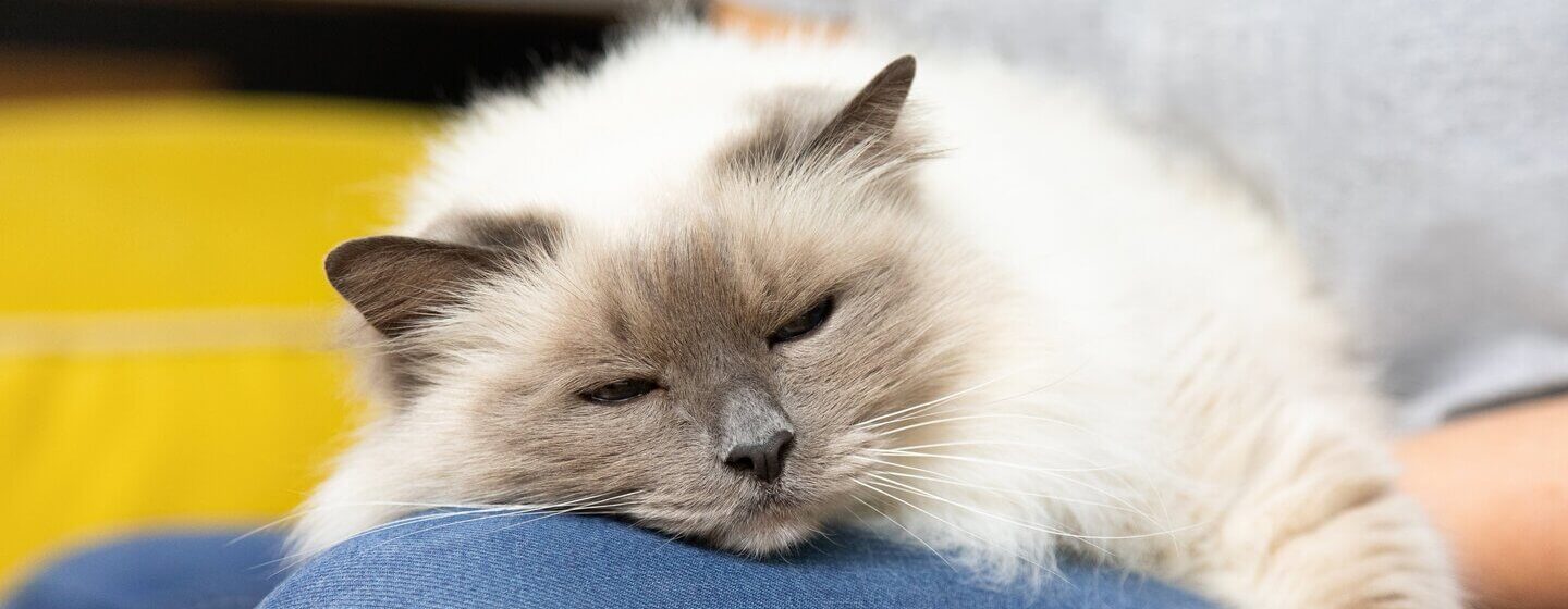 Śpiący kot na kolanie właściciela