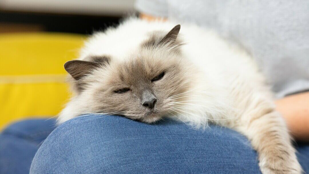 Śpiący kot na kolanie właściciela