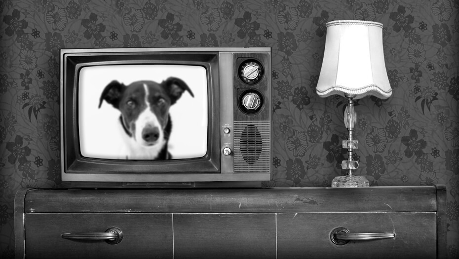 Czarno-biały stary telewizor z włączonym psem