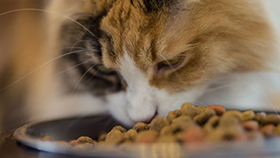 Szylkretowy kot jedzący miskę z jedzeniem