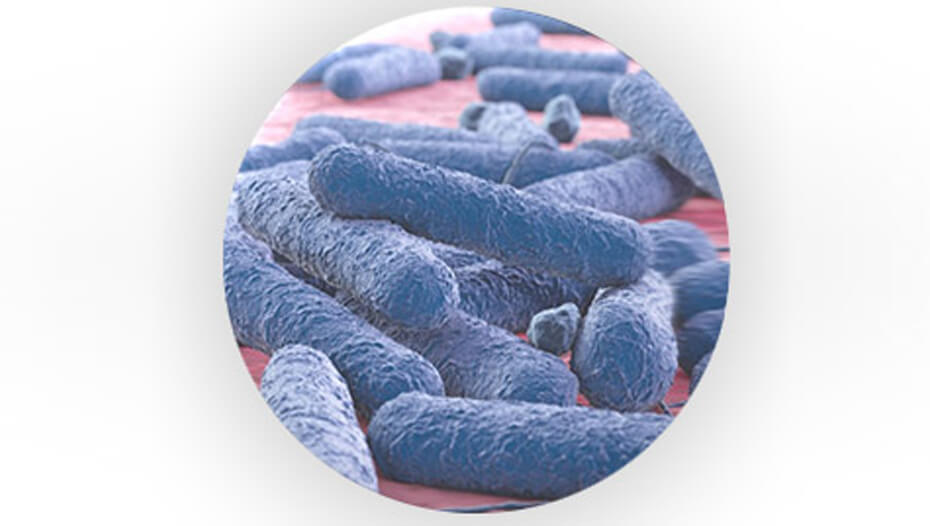 Bakterie prebiotyczne