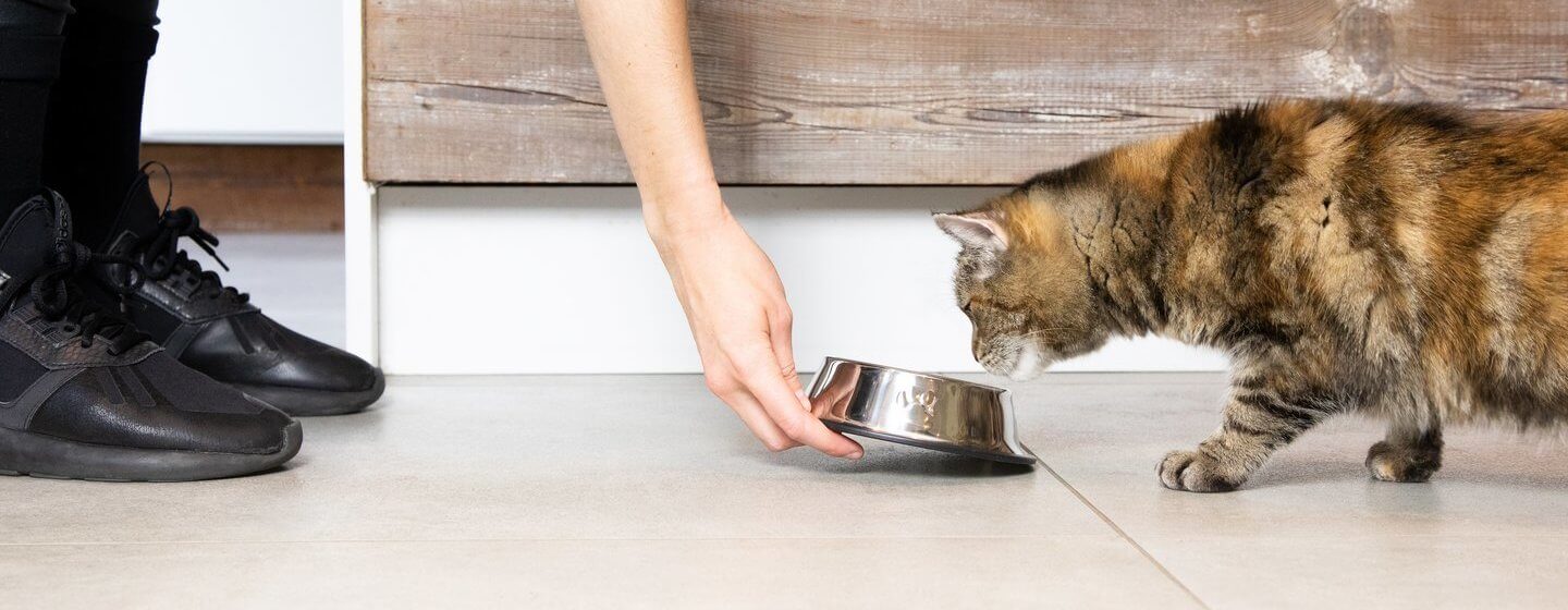 Ciemnobrązowy kot, któremu właściciel podaje jedzenie w misce