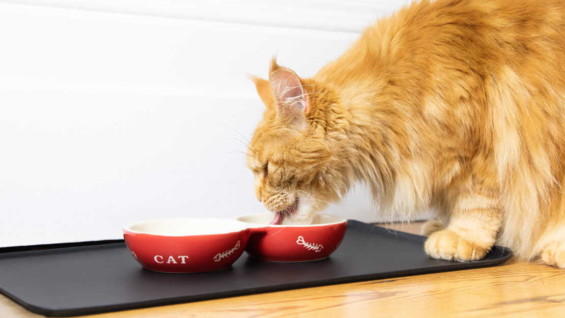 Strona z listą karm dla kotów wspomagających funkcjonowanie nerek
