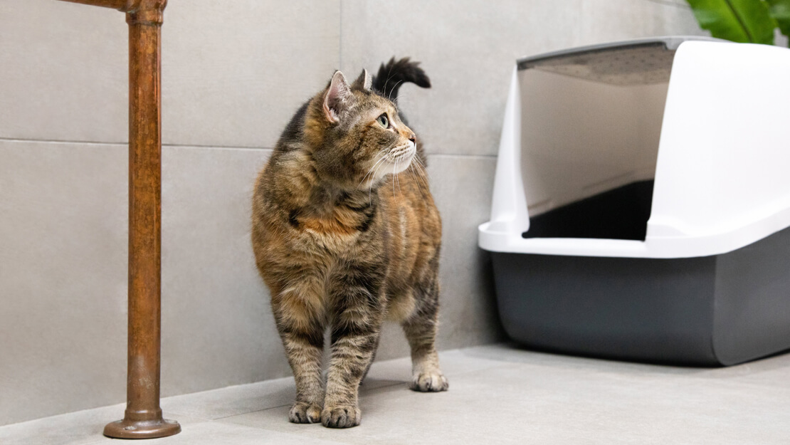 Strona z listą karm dla kotów wspomagających funkcjonowanie układu moczowego