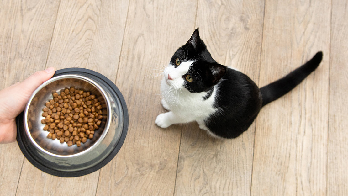 Strona z listą karm dla kotów bez zbóż