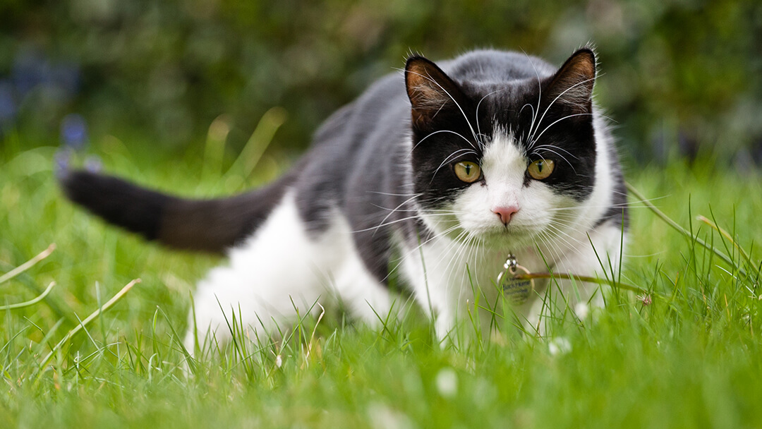 Polowanie na koty w trawie