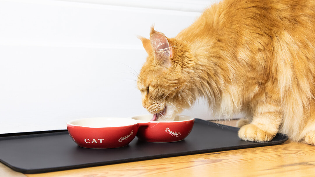 Kot jedzący z czerwonej miski