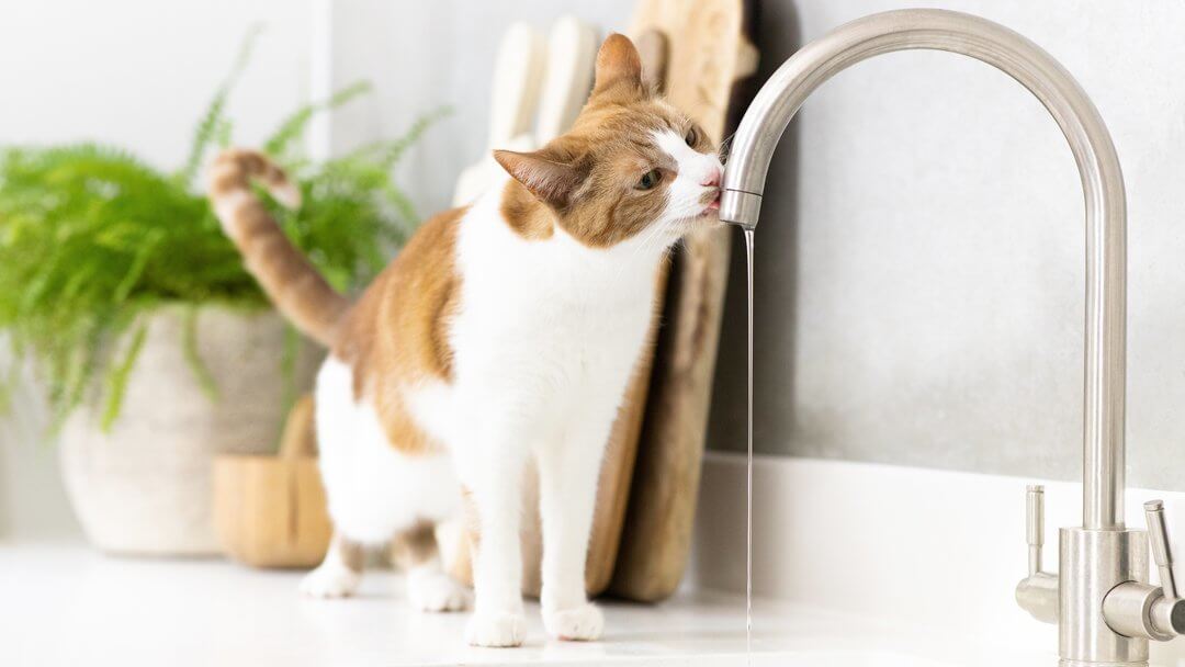 Kot pijący wodę z kranu