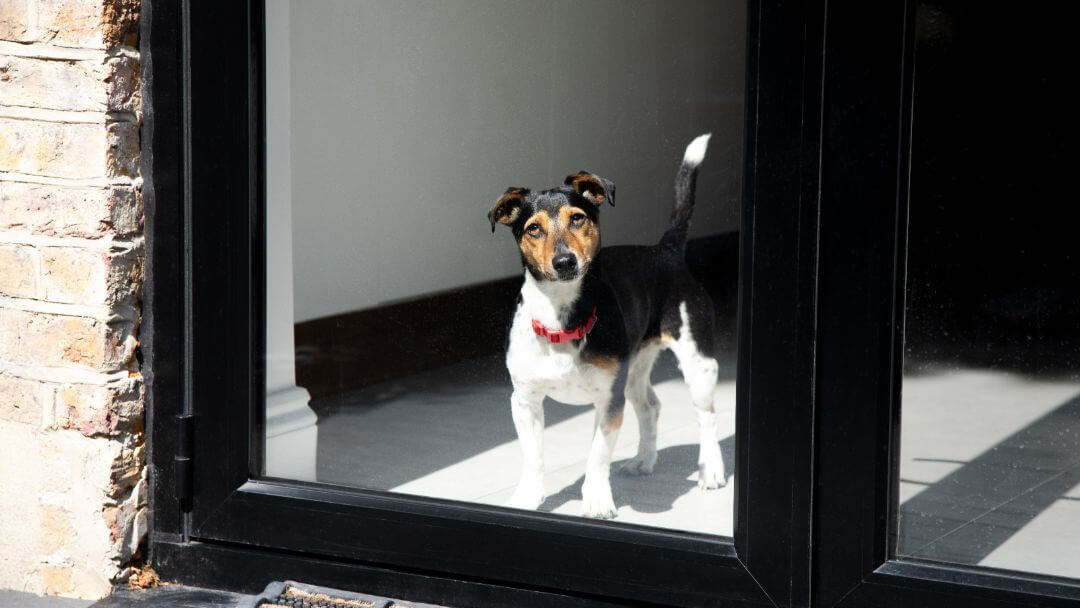 Jack Russell Terrier z czerwonym kołnierzem patrząc przez okno.