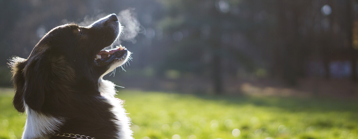pies wydychający zimne powietrze