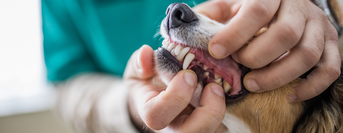 sprawdzanie zębów psa