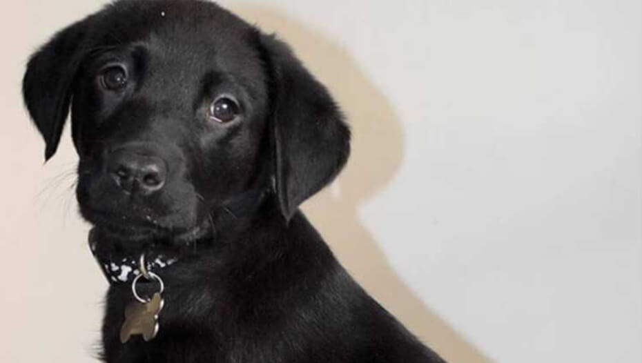 Purina DogChow® pies​